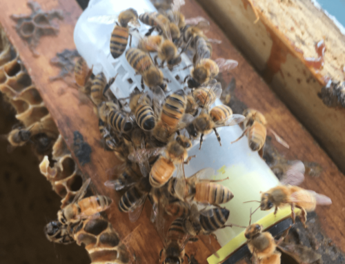First Year Beekeeper Must Have